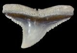 Fossil Dusky Shark Tooth - Lee Creek (Aurora), NC #47652-1